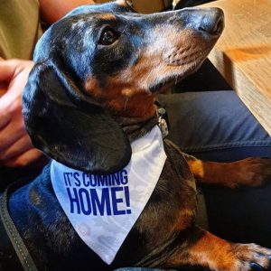 its coming home dog bandana 2